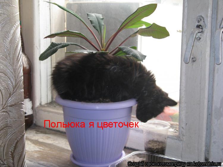 Польюка я цветочек... Котоматрица: Польюка я цветочек
