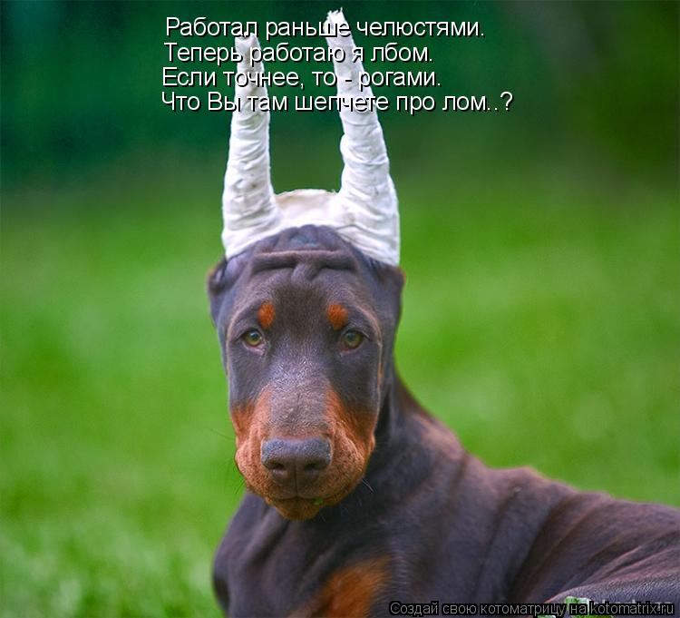 Работал раньше челюстями. Теперь работаю я лбом. Если точнее, то - рогами. Что Вы там шепчете про лом... Котоматрица: Работал раньше челюстями. Теперь работаю я лбом. Если точнее, то - рогами. Что Вы там шепчете про лом..?