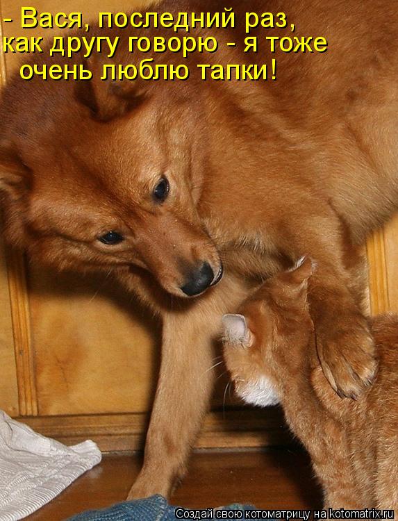 - Вася, последний раз, как другу говорю - я тоже очень люблю тапки!... Котоматрица: - Вася, последний раз, как другу говорю - я тоже очень люблю тапки!