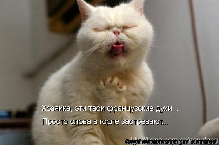 Хозяйка, эти твои французские духи... Просто слова в горле застревают...... Котоматрица: Хозяйка, эти твои французские духи... Просто слова в горле застревают...