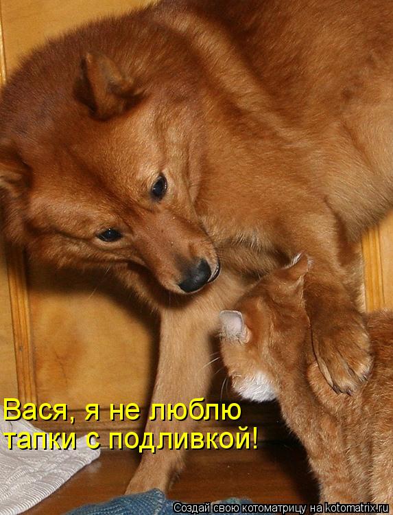 Вася, я не люблю тапки с подливкой!... Котоматрица: Вася, я не люблю тапки с подливкой!