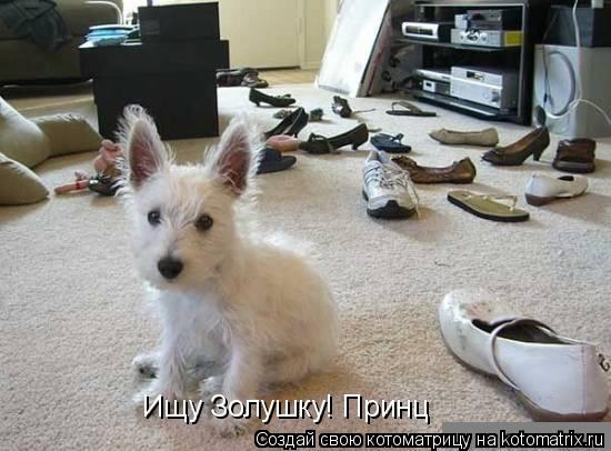 Котоматрица: Ищу Золушку! Принц