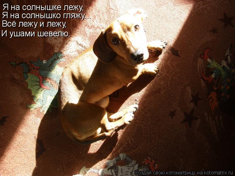 Котоматрица: Я на солнышке лежу, Я на солнышко гляжу... Всё лежу и лежу, И ушами шевелю.