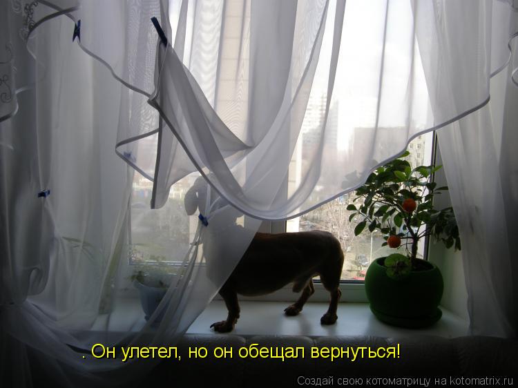 Котоматрица: — Он улетел, но он обещал вернуться!