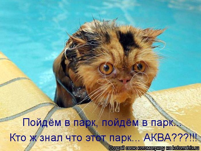 Пойдём в парк, пойдём в парк... Кто ж знал что этот парк... АКВА???!!!... Котоматрица: Пойдём в парк, пойдём в парк... Кто ж знал что этот парк... АКВА???!!!