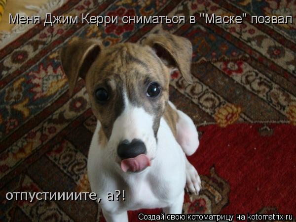 отпустиииите, а?! Меня Джим Керри сниматься в "Маске" позвал... Котоматрица: отпустиииите, а?! Меня Джим Керри сниматься в "Маске" позвал