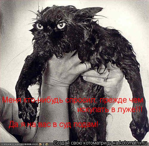 Меня кто-нибудь спросил, прежде чем искупать в луже!!! Да я на вас в суд подам!... Котоматрица: Меня кто-нибудь спросил, прежде чем искупать в луже!!! Да я на вас в суд подам!