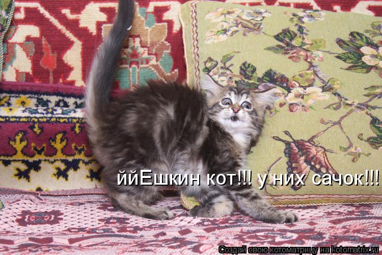 ййЕшкин кот!!! у них сачок!!!... Котоматрица: ййЕшкин кот!!! у них сачок!!!