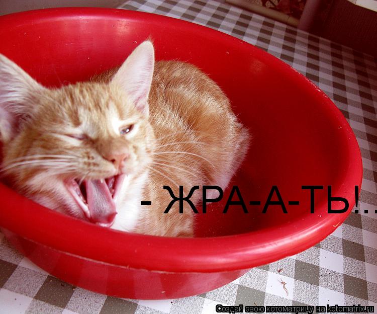 - ЖРА-А-ТЬ!..... Котоматрица: - ЖРА-А-ТЬ!..