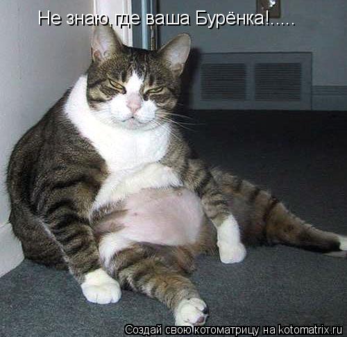 Не знаю,где ваша Бурёнка!........ Котоматрица: Не знаю,где ваша Бурёнка!.....