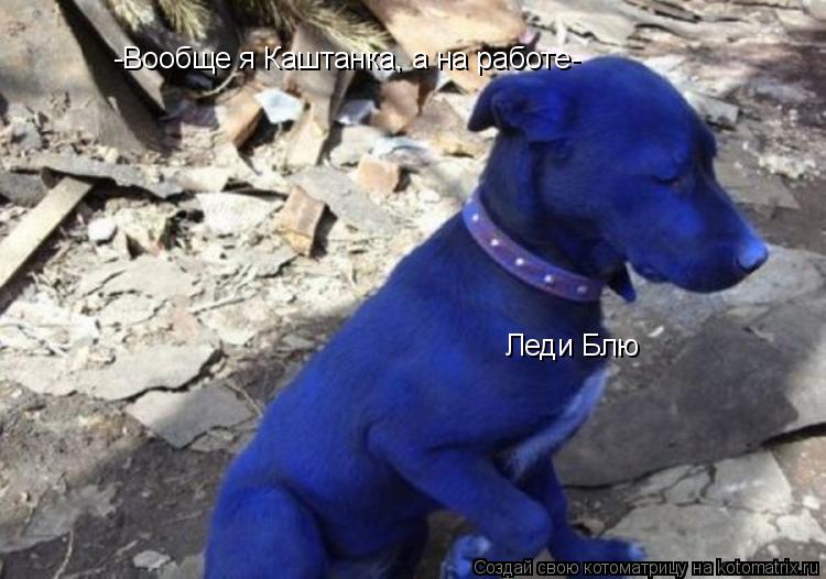 -Вообще я Каштанка, а на работе- Леди Блю... Котоматрица: -Вообще я Каштанка, а на работе- Леди Блю