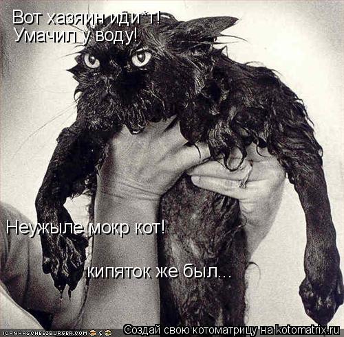 Вот хазяин иди*т! Умачил у воду! Неужыле мокр кот! кипяток же был...... Котоматрица: Вот хазяин иди*т! Умачил у воду! Неужыле мокр кот! кипяток же был...