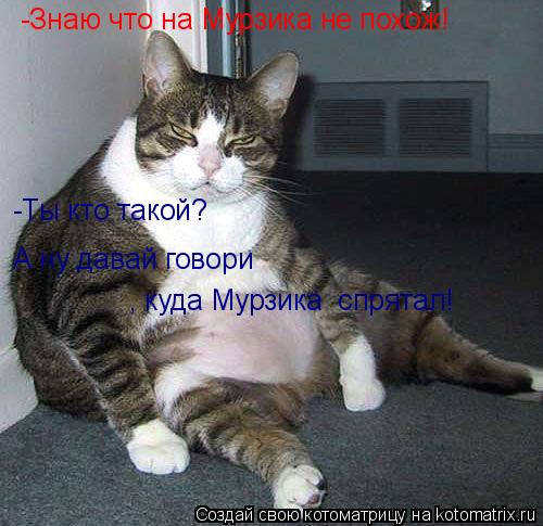 Котоматрица: -Знаю что на Мурзика не похож! -Ты кто такой? А ну давай говори  , куда Мурзика  спрятал!