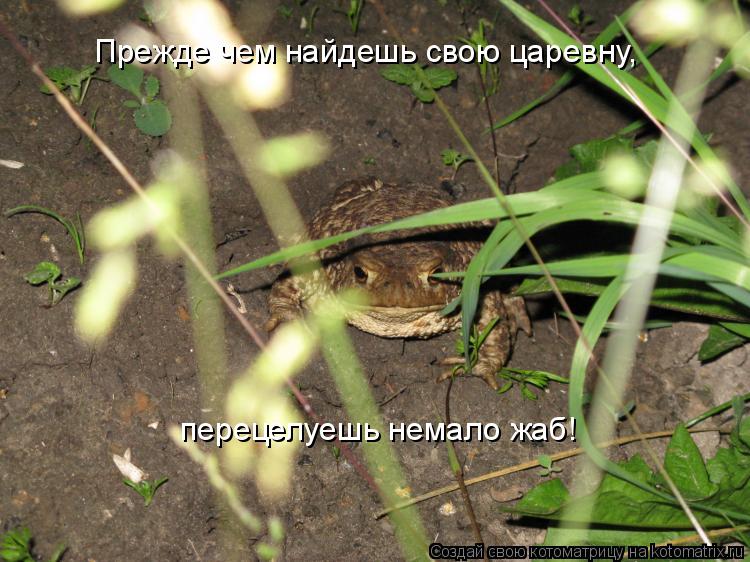 Котоматрица: Прежде чем найдешь свою царевну, перецелуешь немало жаб!