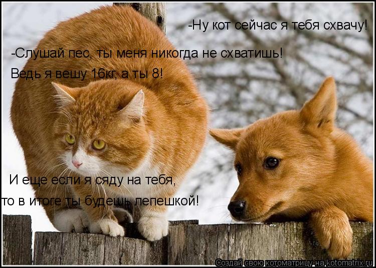 Котоматрица: -Ну кот сейчас я тебя схвачу! -Слушай пес, ты меня никогда не схватишь! Ведь я вешу 16кг, а ты 8! И еще если я сяду на тебя,  то в итоге ты будешь ле