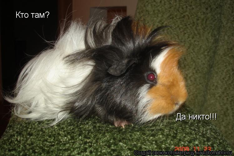 Котоматрица: Кто там? Да никто!!!
