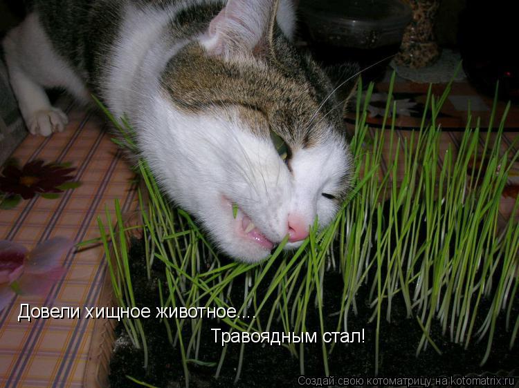 Котоматрица: Довели хищное животное.... Травоядным стал!