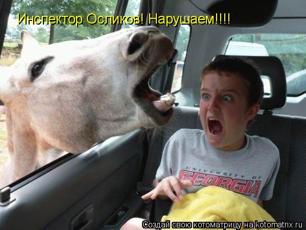 Котоматрица: Инспектор Осликов! Нарушаем!!!!