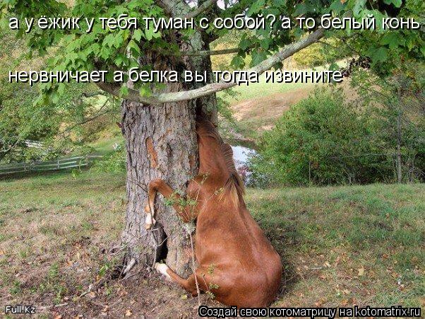 а у ёжик у тебя туман с собой? а то белый конь нервничает а белка вы тогда извините... Котоматрица: а у ёжик у тебя туман с собой? а то белый конь нервничает а белка вы тогда извините