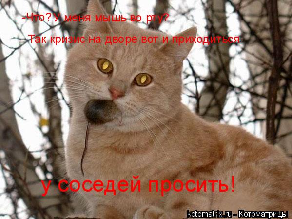 -Что? У меня мышь во рту? Так кризис на дворе вот и приходиться у соседей просить!... Котоматрица: -Что? У меня мышь во рту? Так кризис на дворе вот и приходиться у соседей просить!