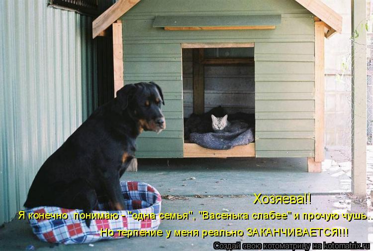 Хозяева!! Я конечно понимаю - "одна семья", "Васенька слабее" и прочую чушь... Но терпение у меня ре... Котоматрица: Хозяева!! Я конечно понимаю - "одна семья", "Васенька слабее" и прочую чушь... Но терпение у меня реально ЗАКАНЧИВАЕТСЯ!!!