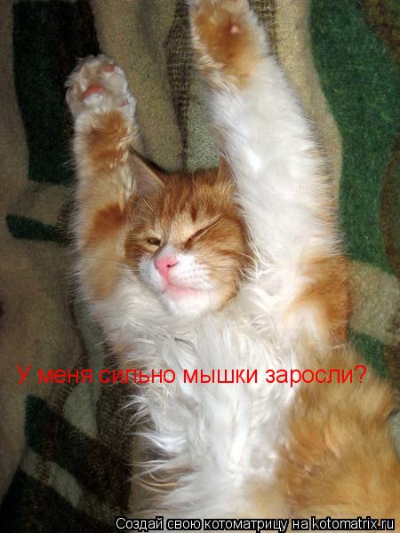 Котоматрица: У меня сильно мышки заросли?