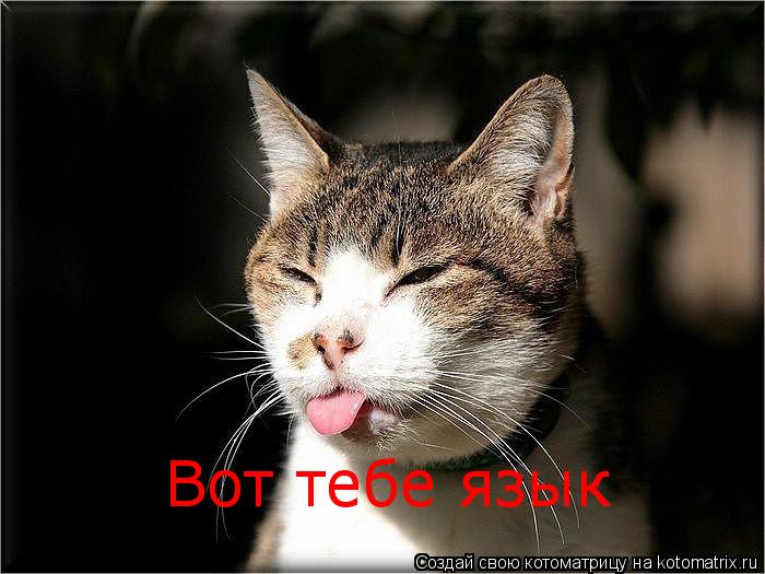 Котоматрица: Вот тебе язык Вот тебе язык