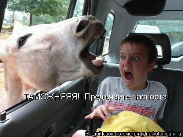 Котоматрица: ТАМОЖНЯЯЯ!! Предъявите паспорта!