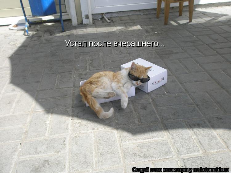 Котоматрица: Устал после вчерашнего...