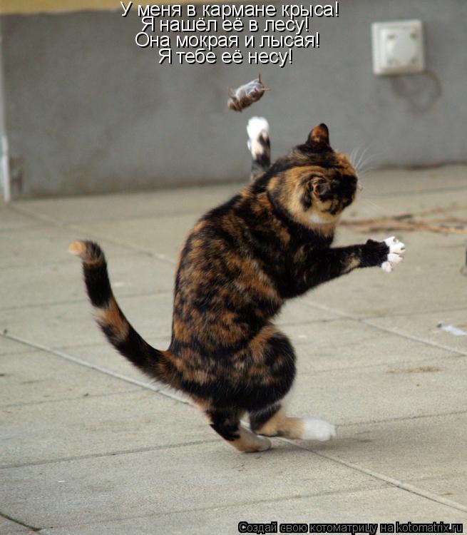 Котоматрица: У меня в кармане крыса!  Я нашёл её в лесу!  Она мокрая и лысая!  Я тебе её несу!
