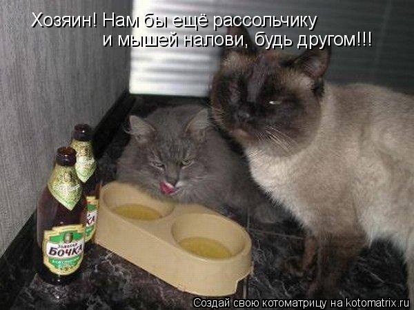 Хозяин! Нам бы ещё рассольчику и мышей налови, будь другом!!!... Котоматрица: Хозяин! Нам бы ещё рассольчику и мышей налови, будь другом!!!