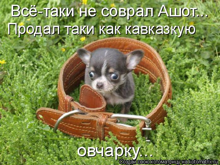 Котоматрица: Всё-таки не соврал Ашот... Продал таки как кавказкую  овчарку...