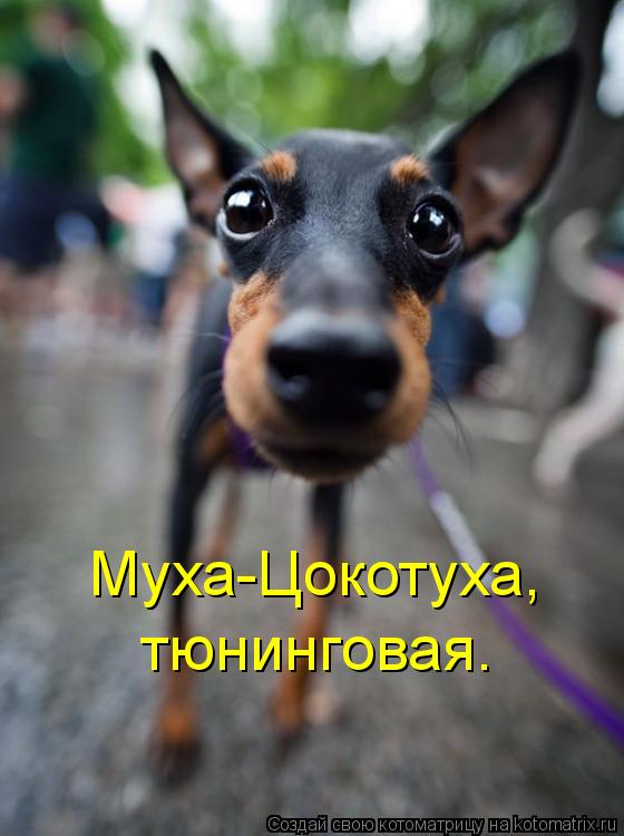 Котоматрица: Муха-Цокотуха, тюнинговая.