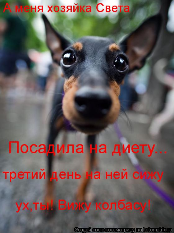 Котоматрица: А меня хозяйка Света Посадила на диету... третий день на ней сижу ух,ты! Вижу колбасу!