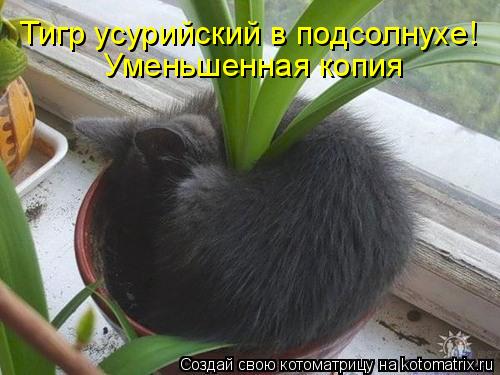 Котоматрица: Тигр усурийский в подсолнухе! Уменьшенная копия