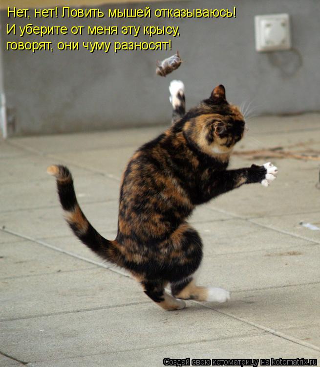Котоматрица: Нет, нет! Ловить мышей отказываюсь! И уберите от меня эту крысу, говорят, они чуму разносят!