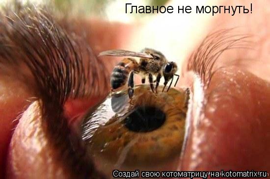 Котоматрица: Главное не моргнуть!