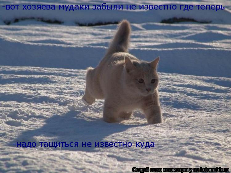 Котоматрица: -вот хозяева мудаки забыли не известно где теперь тащиться домой не известно как  -вот хозяева мудаки забыли не известно где теперь  -надо та