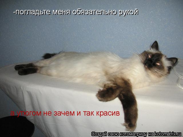 Котоматрица: -погладьте меня обязательно рукой  а утюгом не зачем и так красив