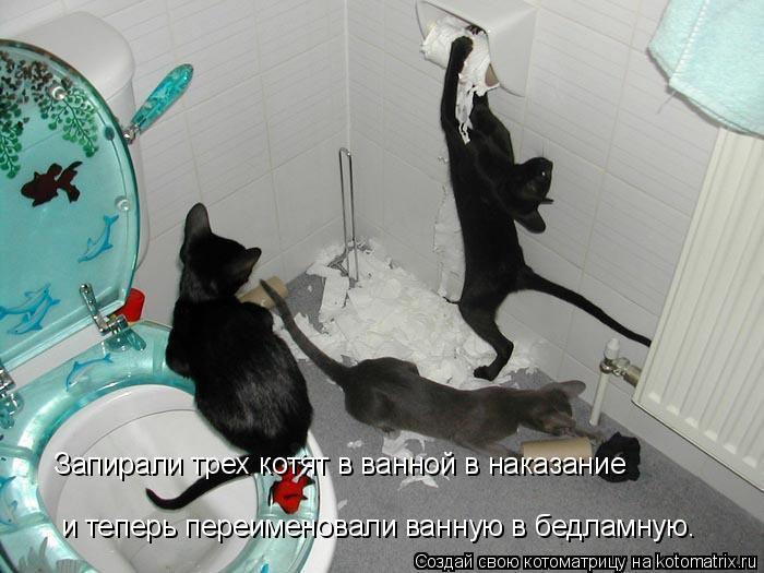 Котоматрица: Запирали трех котят в ванной в наказание и теперь переименовали ванную в бедламную.