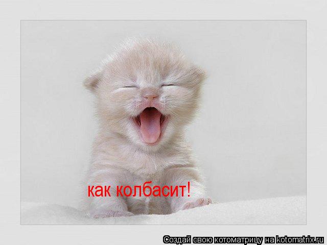 Котоматрица: как колбасит!