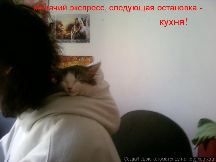 Котоматрица: кошачий экспресс, следующая остановка -  кухня!