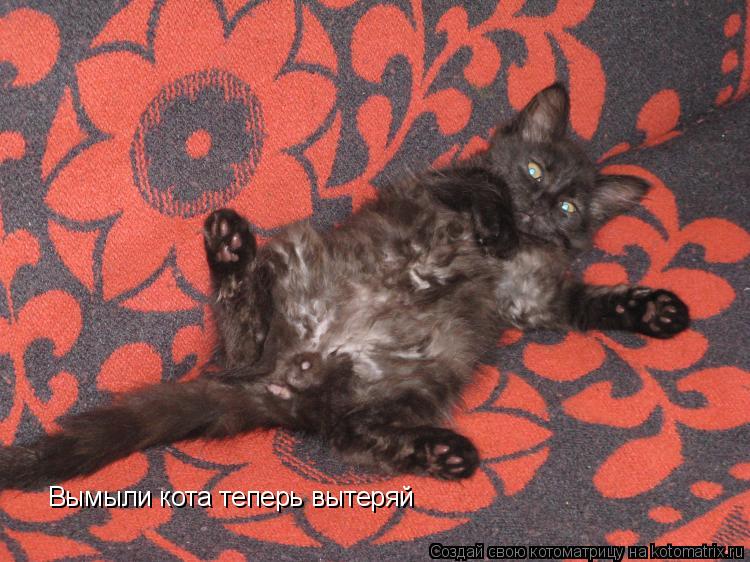 Котоматрица: Вымыли кота теперь вытеряй