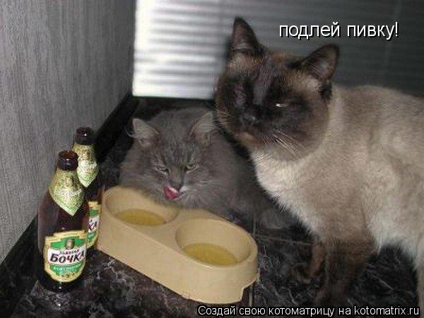Котоматрица: подлей пивку!