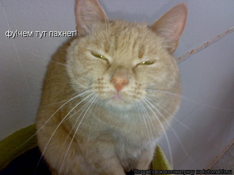 Котоматрица: фу!чем тут пахнет!