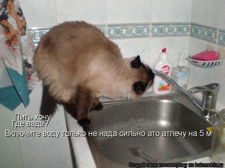 Котоматрица: Пить хочу  Где вада? Включите воду только не нада сильно ато атлечу на 5 м