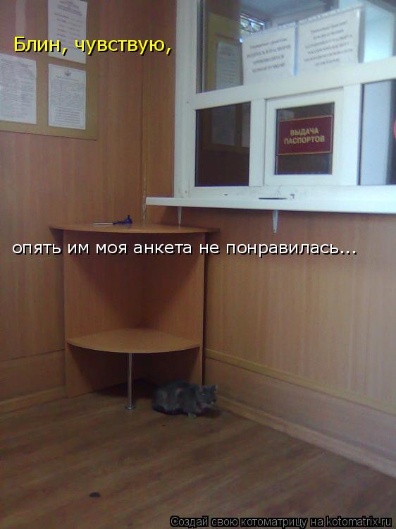 Котоматрица: Блин, чувствую, опять им моя анкета не понравилась...