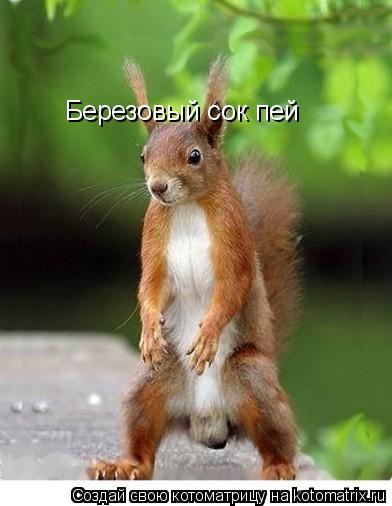 Березовый сок пей... Котоматрица: Березовый сок пей