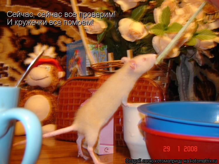 Сейчас, сейчас все проверим! Сейчас, сейчас все проверим! И кружечки все помоем!... Котоматрица: Сейчас, сейчас все проверим! Сейчас, сейчас все проверим! И кружечки все помоем!
