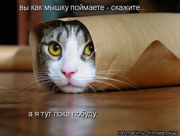 вы как мышку поймаете - скажите... а я тут пока побуду...... Котоматрица: вы как мышку поймаете - скажите... а я тут пока побуду...